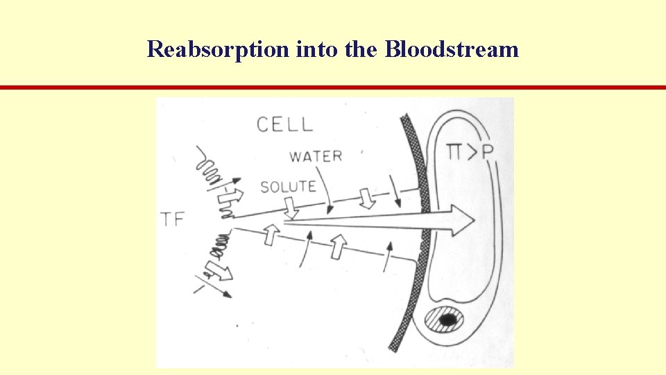 Reabsorption into the Bloodstream 