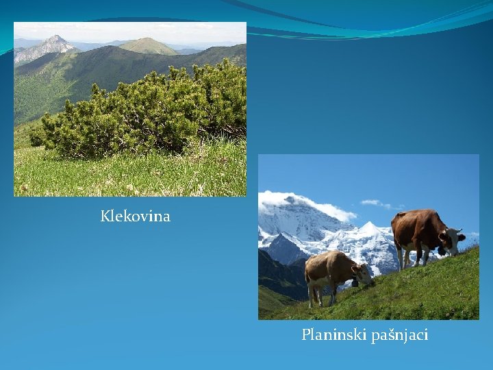 Klekovina Planinski pašnjaci 