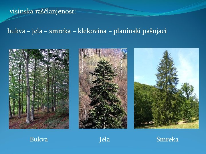 -visinska raščlanjenost: bukva – jela – smreka – klekovina – planinski pašnjaci Bukva Jela