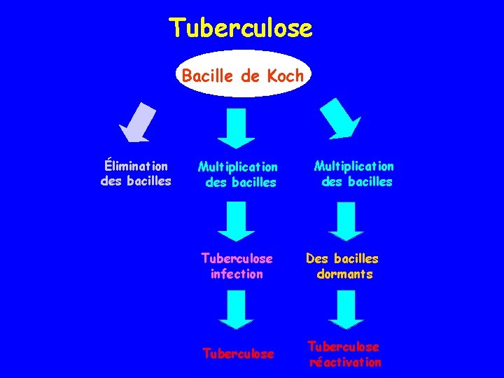 Tuberculose Bacille de Koch Élimination des bacilles Multiplication des bacilles Tuberculose infection Des bacilles