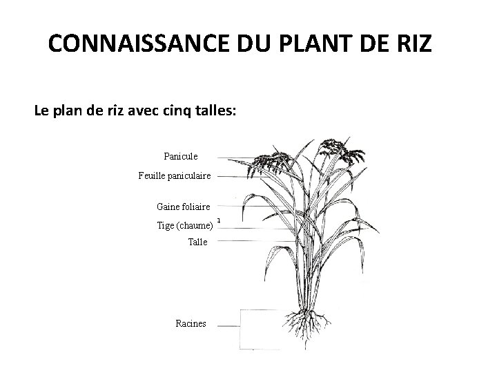 CONNAISSANCE DU PLANT DE RIZ Le plan de riz avec cinq talles: Panicule Feuille