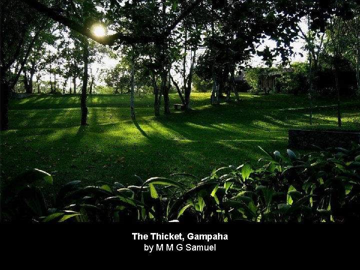 The Thicket, Gampaha by M M G Samuel 