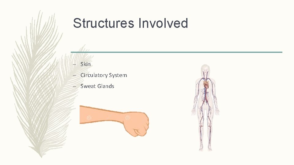 Structures Involved – Skin – Circulatory System – Sweat Glands 