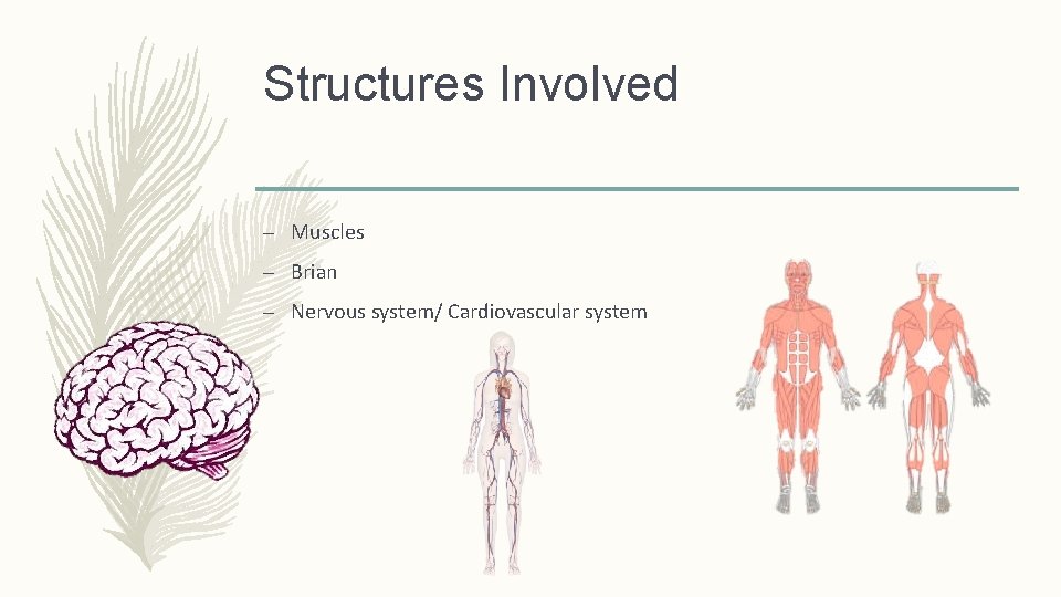 Structures Involved – Muscles – Brian – Nervous system/ Cardiovascular system 