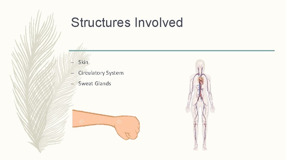 Structures Involved – Skin – Circulatory System – Sweat Glands 