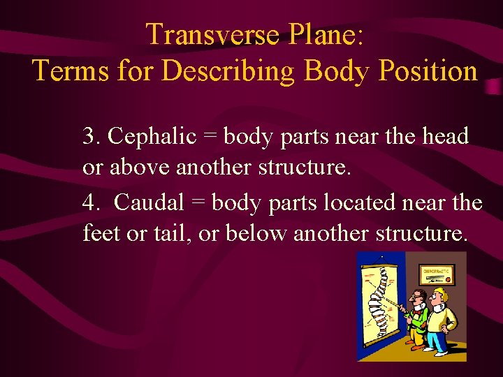 Transverse Plane: Terms for Describing Body Position 3. Cephalic = body parts near the Transverse Plane: Terms for Describing Body Position 3. Cephalic = body parts near the