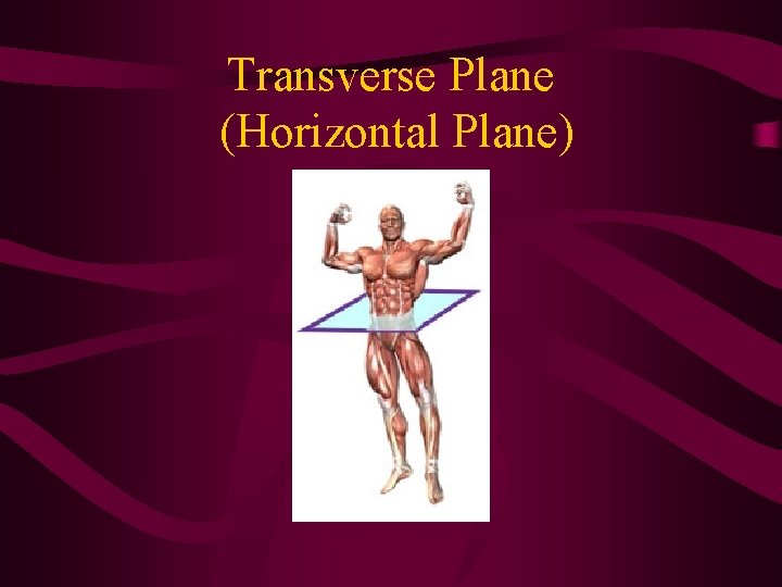Transverse Plane (Horizontal Plane) Transverse Plane (Horizontal Plane)