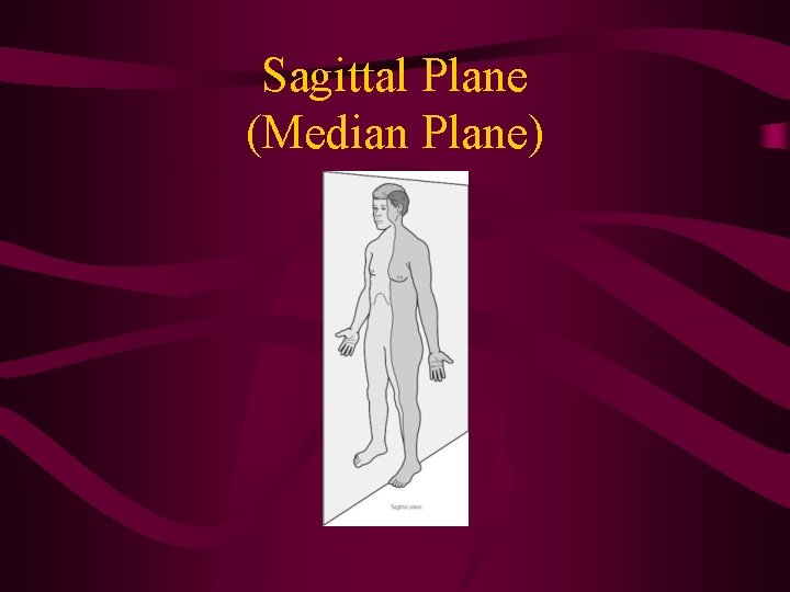 Sagittal Plane (Median Plane) Sagittal Plane (Median Plane)