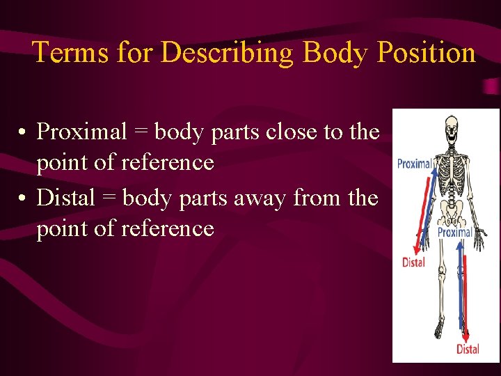 Terms for Describing Body Position • Proximal = body parts close to the point Terms for Describing Body Position • Proximal = body parts close to the point