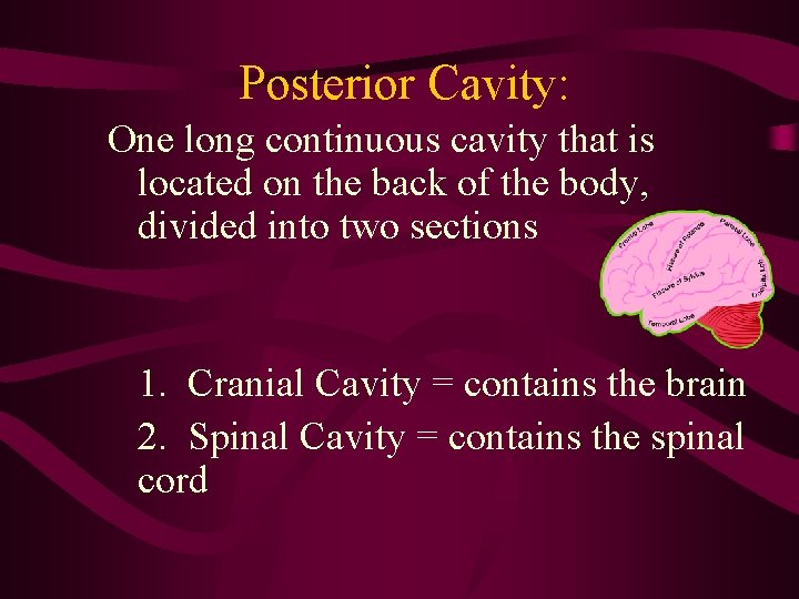 Posterior Cavity: One long continuous cavity that is located on the back of the Posterior Cavity: One long continuous cavity that is located on the back of the