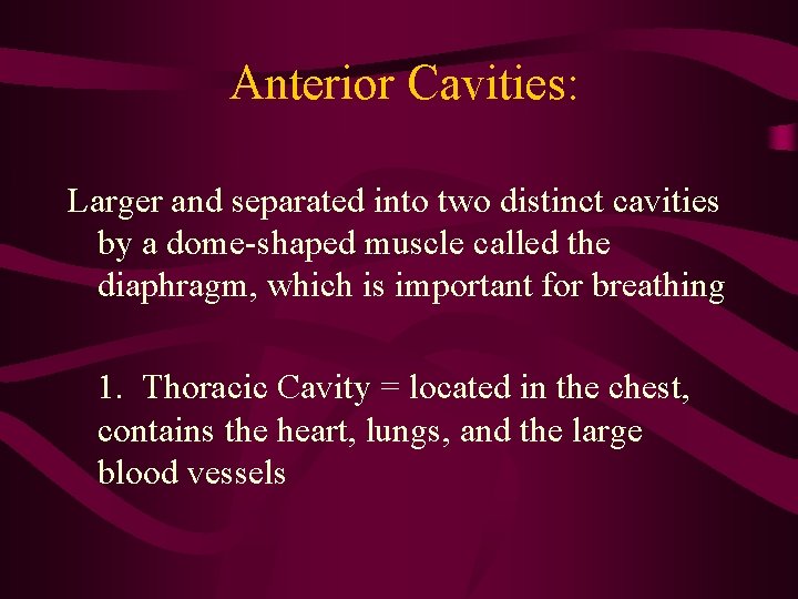 Anterior Cavities: Larger and separated into two distinct cavities by a dome-shaped muscle called Anterior Cavities: Larger and separated into two distinct cavities by a dome-shaped muscle called