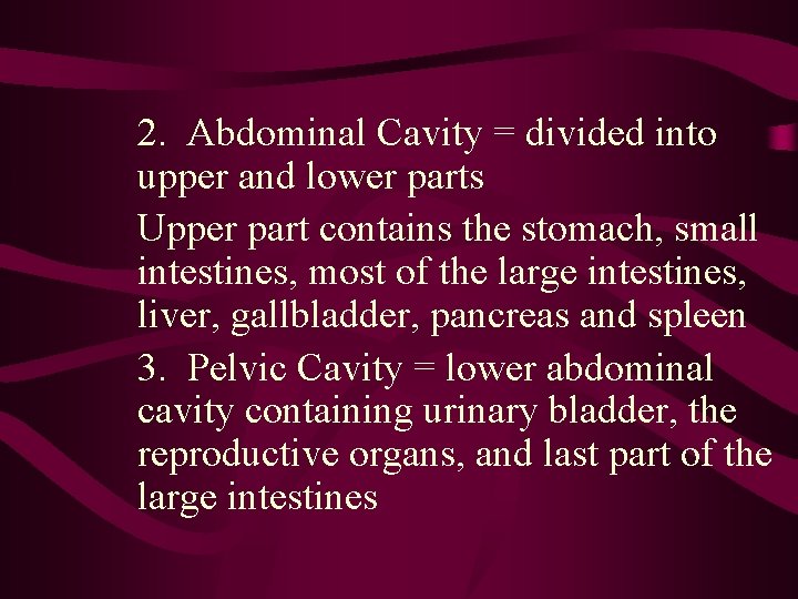 2. Abdominal Cavity = divided into upper and lower parts Upper part contains the 2. Abdominal Cavity = divided into upper and lower parts Upper part contains the