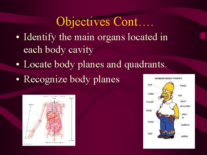 Objectives Cont…. • Identify the main organs located in each body cavity • Locate Objectives Cont…. • Identify the main organs located in each body cavity • Locate