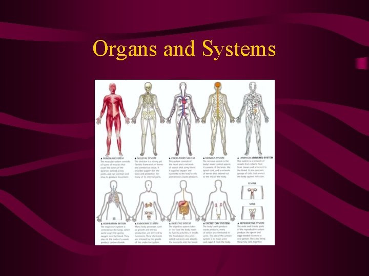 Organs and Systems Organs and Systems