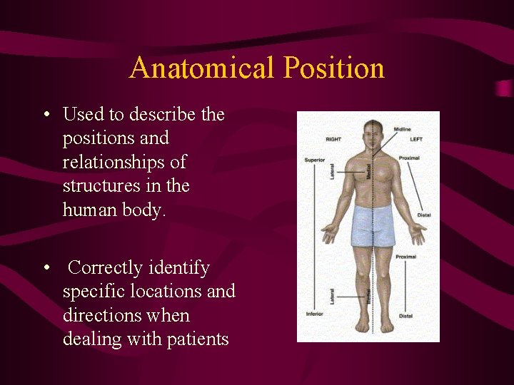 Anatomical Position • Used to describe the positions and relationships of structures in the Anatomical Position • Used to describe the positions and relationships of structures in the