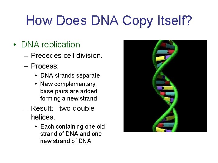 How Does DNA Copy Itself? • DNA replication – Precedes cell division. – Process: