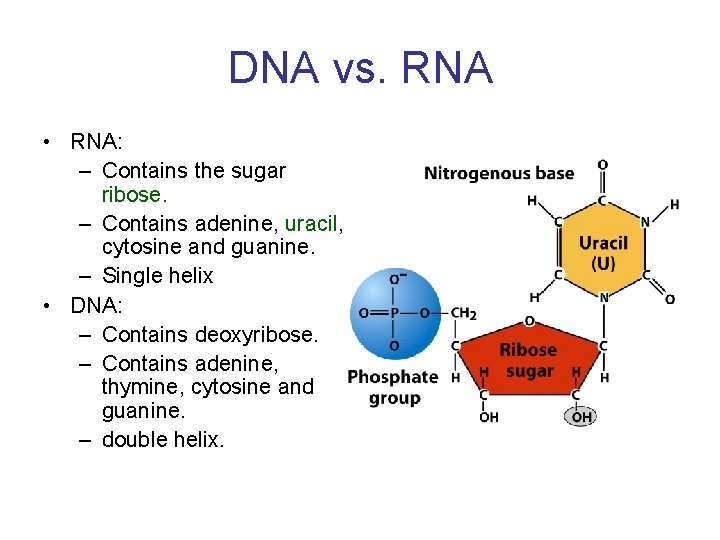 DNA vs. RNA • RNA: – Contains the sugar ribose. – Contains adenine, uracil,