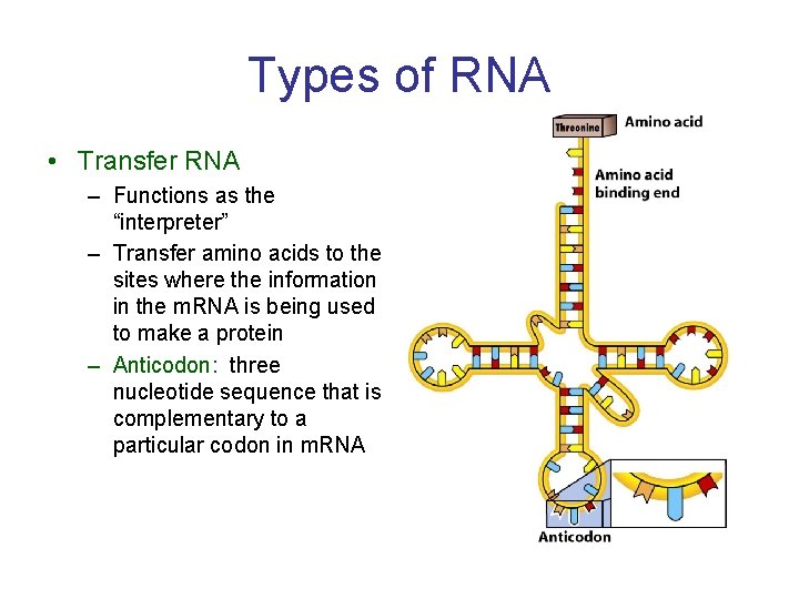 Types of RNA • Transfer RNA – Functions as the “interpreter” – Transfer amino