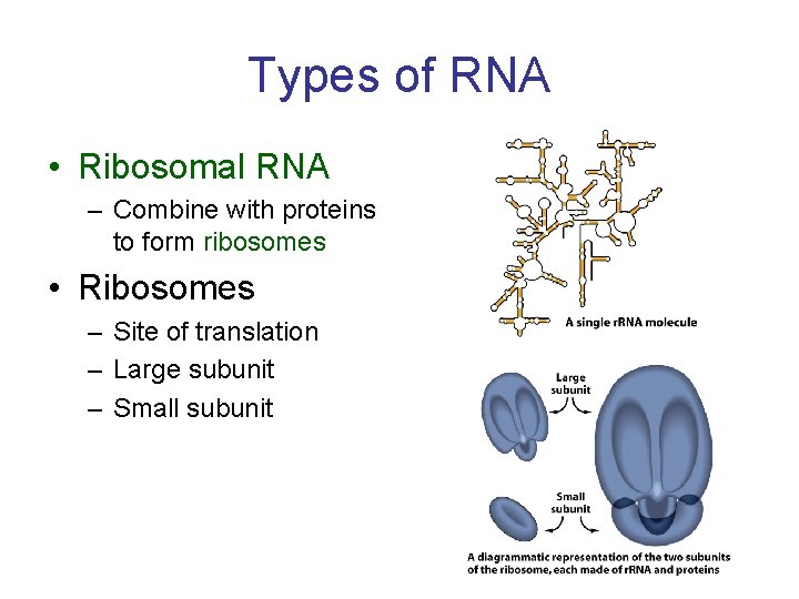 Types of RNA • Ribosomal RNA – Combine with proteins to form ribosomes •