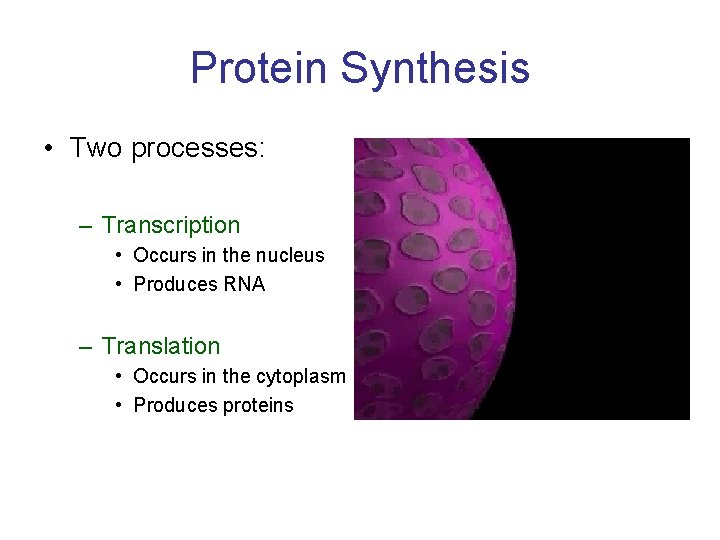 Protein Synthesis • Two processes: – Transcription • Occurs in the nucleus • Produces