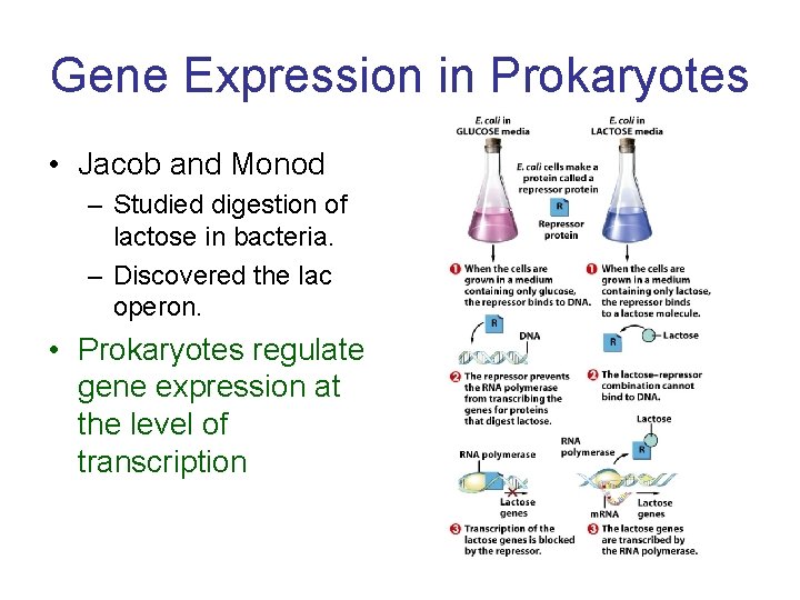 Gene Expression in Prokaryotes • Jacob and Monod – Studied digestion of lactose in