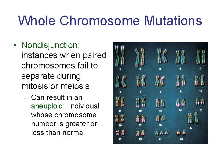 Whole Chromosome Mutations • Nondisjunction: instances when paired chromosomes fail to separate during mitosis