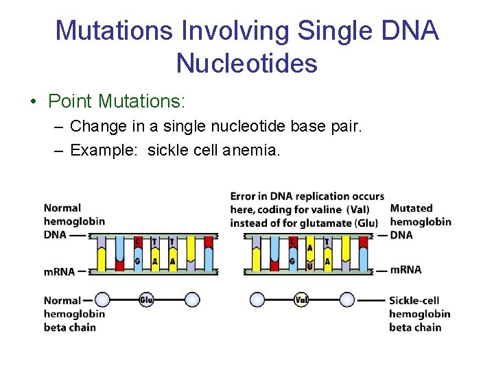 Mutations Involving Single DNA Nucleotides • Point Mutations: – Change in a single nucleotide