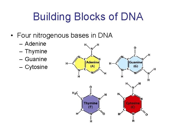 Building Blocks of DNA • Four nitrogenous bases in DNA – – Adenine Thymine