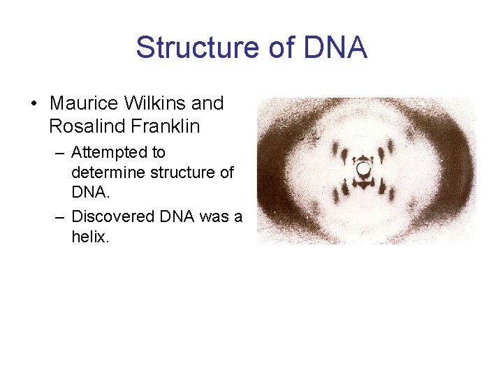 Structure of DNA • Maurice Wilkins and Rosalind Franklin – Attempted to determine structure