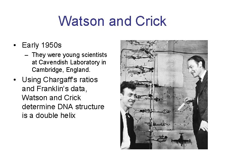 Watson and Crick • Early 1950 s – They were young scientists at Cavendish