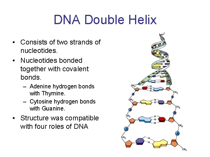 DNA Double Helix • Consists of two strands of nucleotides. • Nucleotides bonded together