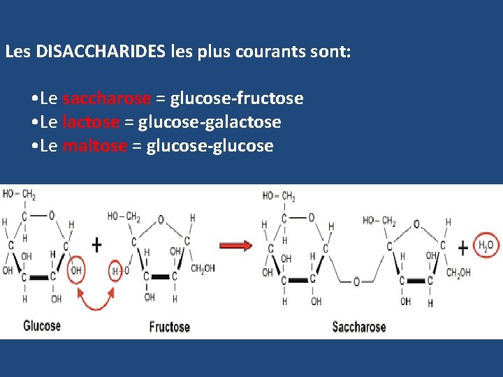 Les DISACCHARIDES les plus courants sont: • Le saccharose = glucose-fructose • Le lactose