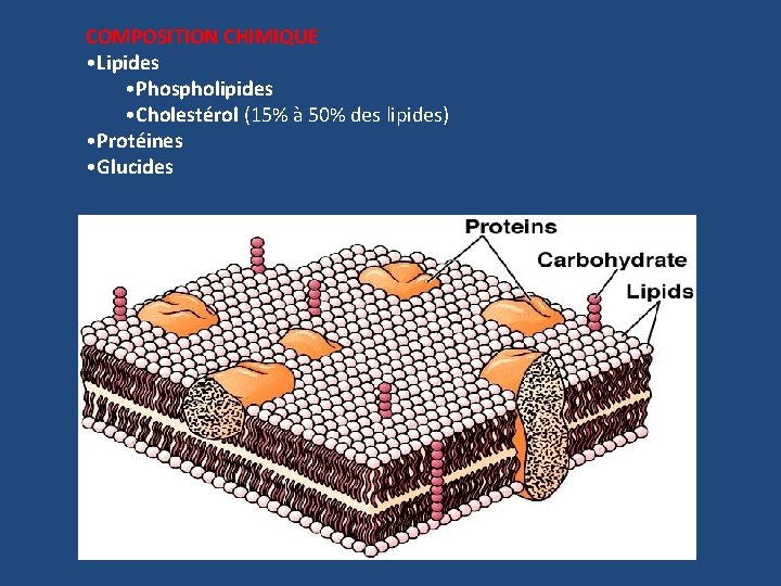 COMPOSITION CHIMIQUE • Lipides • Phospholipides • Cholestérol (15% à 50% des lipides) •