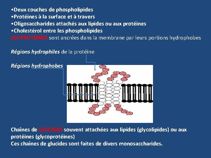  • Deux couches de phospholipides • Protéines à la surface et à travers