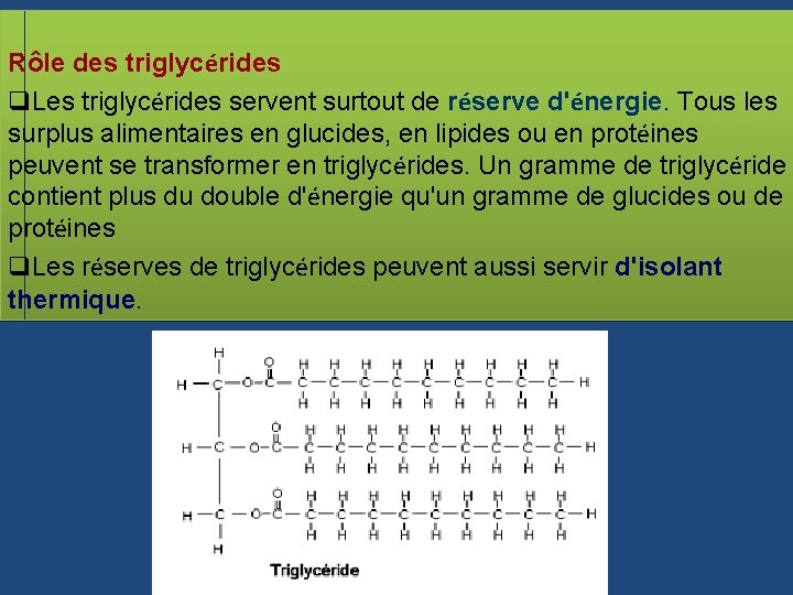 Rôle des triglycérides q. Les triglycérides servent surtout de réserve d'énergie. Tous les surplus