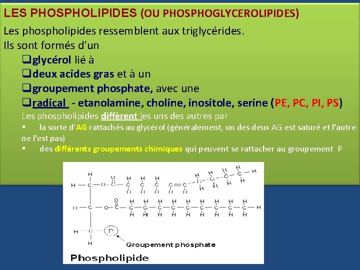 LES PHOSPHOLIPIDES (OU PHOSPHOGLYCEROLIPIDES) Les phospholipides ressemblent aux triglycérides. Ils sont formés d'un qglycérol