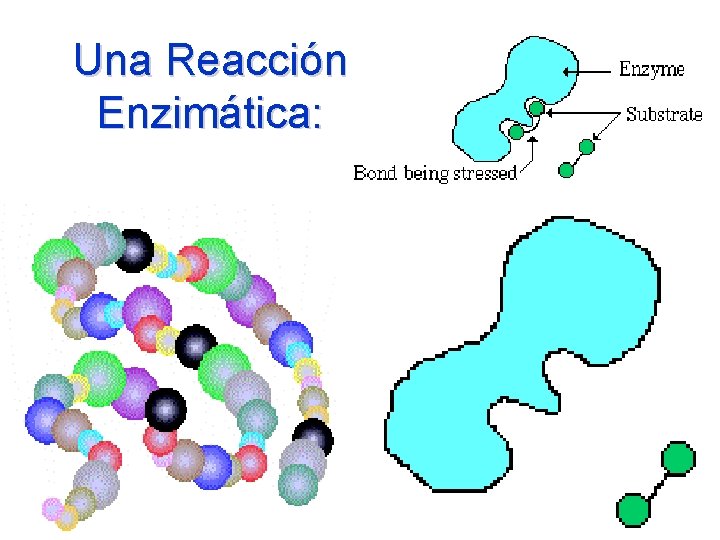 Una Reacción Enzimática: 