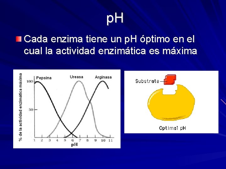 p. H Cada enzima tiene un p. H óptimo en el cual la actividad