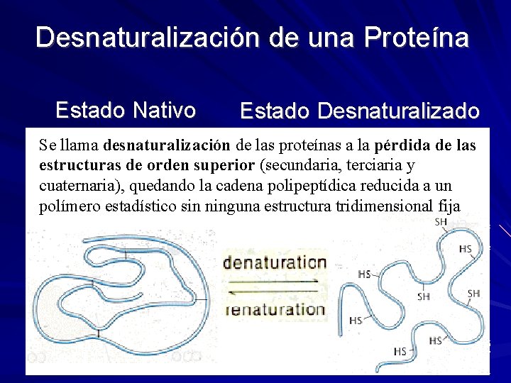 Desnaturalización de una Proteína Estado Nativo Estado Desnaturalizado Se llama desnaturalización de las proteínas