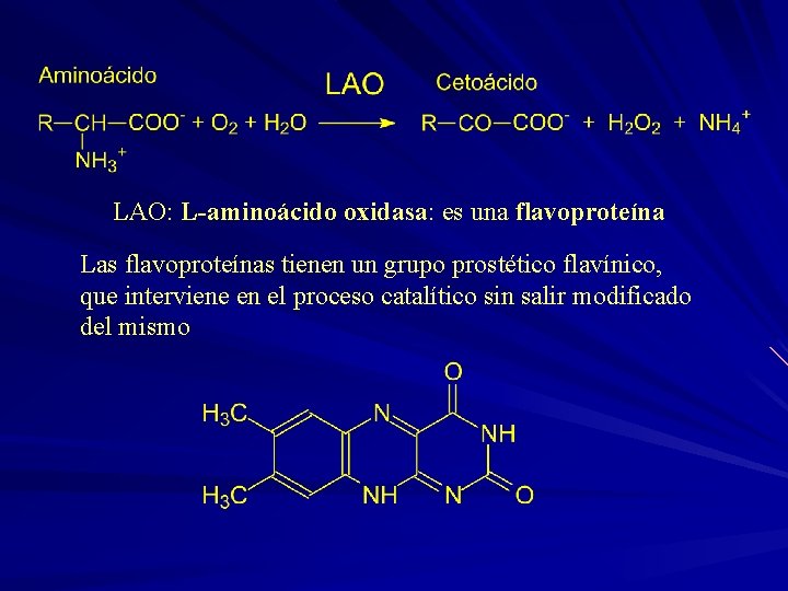 LAO: L-aminoácido oxidasa: es una flavoproteína Las flavoproteínas tienen un grupo prostético flavínico, que