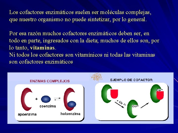 Los cofactores enzimáticos suelen ser moléculas complejas, que nuestro organismo no puede sintetizar, por