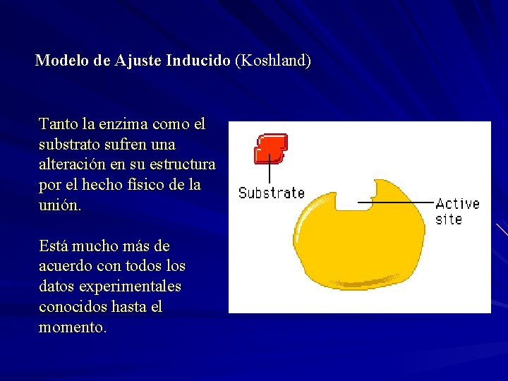 Modelo de Ajuste Inducido (Koshland) Tanto la enzima como el substrato sufren una alteración