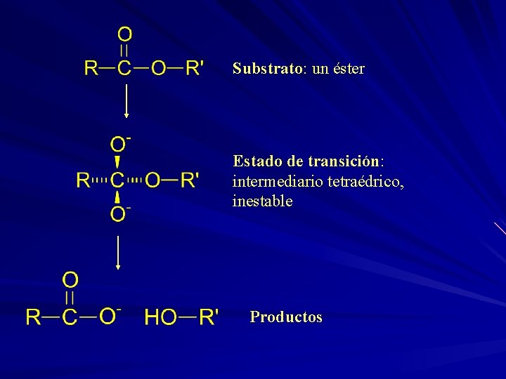 Substrato: un éster Estado de transición: intermediario tetraédrico, inestable Productos 