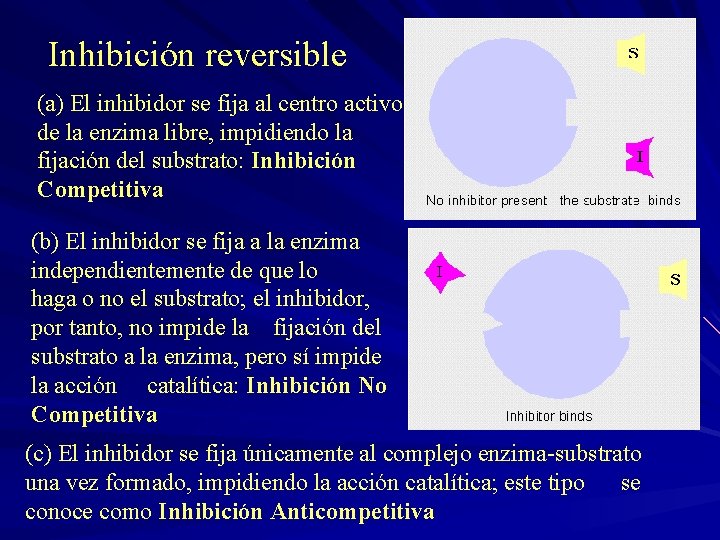 Inhibición reversible (a) El inhibidor se fija al centro activo de la enzima libre,