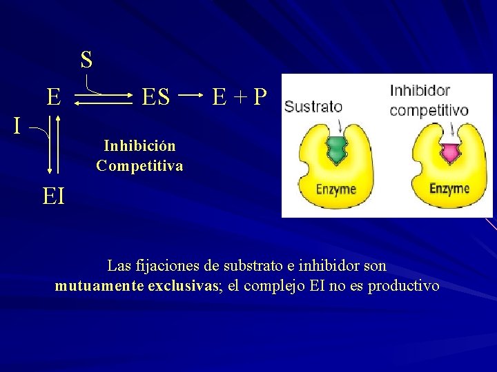 S E I ES E + P Inhibición Competitiva EI Las fijaciones de substrato