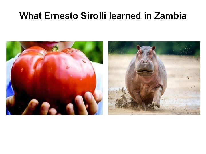 What Ernesto Sirolli learned in Zambia 