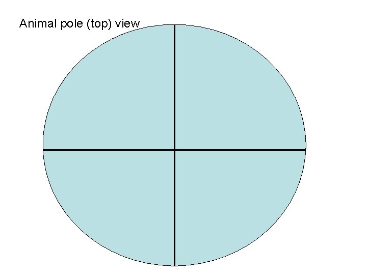 Animal pole (top) view 