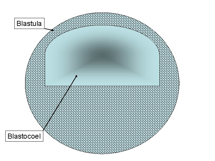 Blastula Blastocoel 