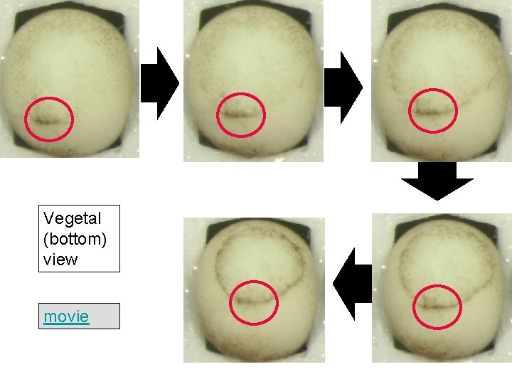 Vegetal (bottom) view movie 
