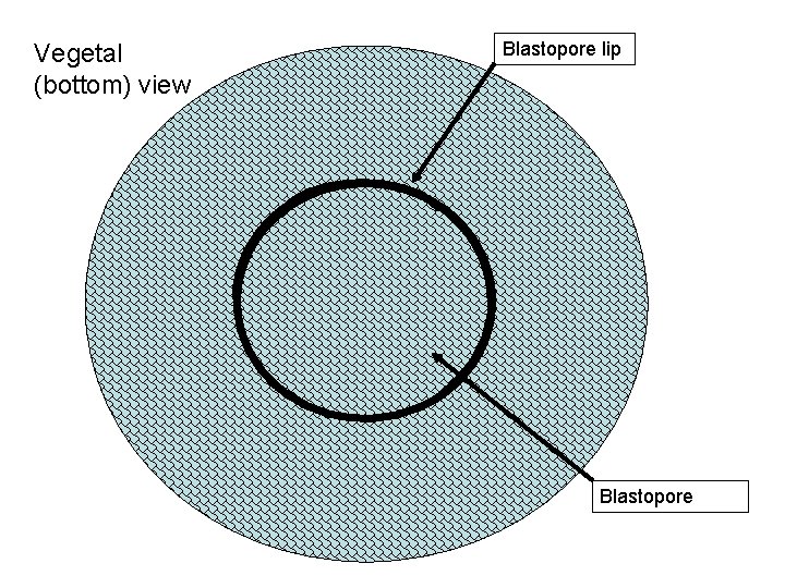 Vegetal (bottom) view Blastopore lip Blastopore 